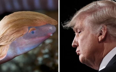 Dermophis donaldtrumpi