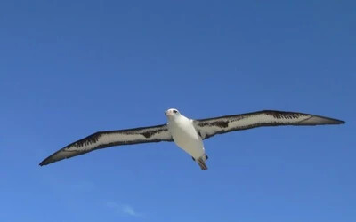 albatrosz