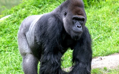 gorilla