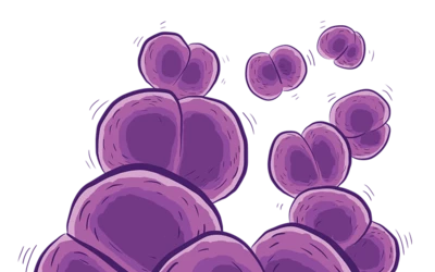 meningococcus