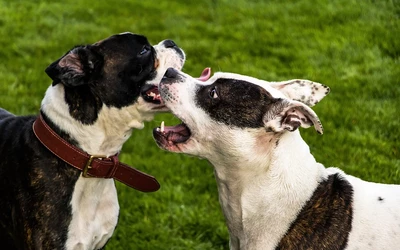 staffordshire terrier 