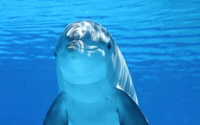 delfin k