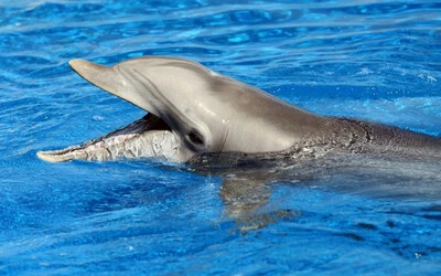 Delfinfogmosással hívják fel a figyelmet a szájhigiénia fontosságára Japánban