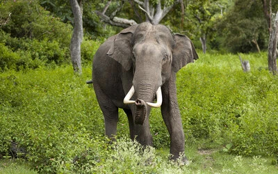 Bőrükért irtják az elefántokat Mianmarban