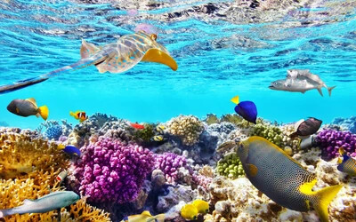 Az eddigi legnagyobb korallpusztulás