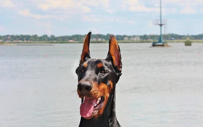 dobermann