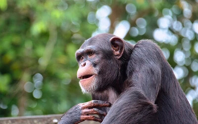 csimpánz