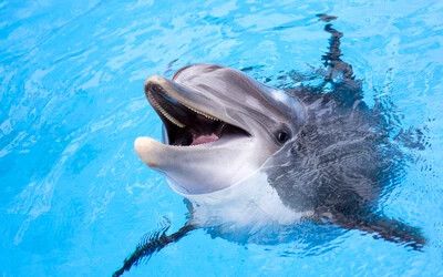 barátságos delfin