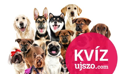 KVÍZ: Golden retriever, szibériai husky, csivava… Felismered a kutyafajtákat?