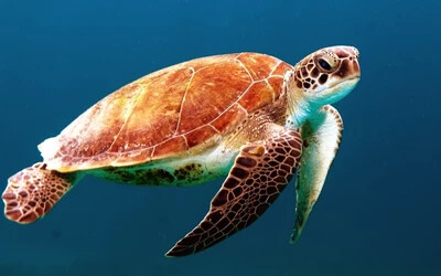 tengeri teknős