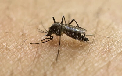 A zikavírus sokkal veszélyesebb, mint gondolták