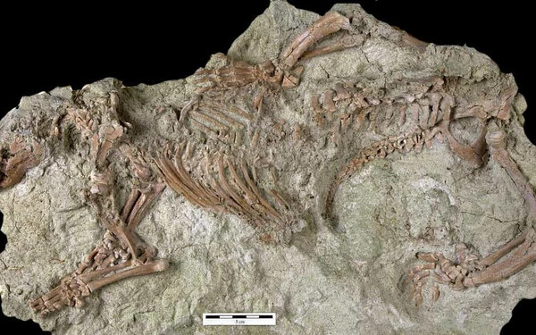 Az utolsó dinoszauruszok korában élt egy különös emlős