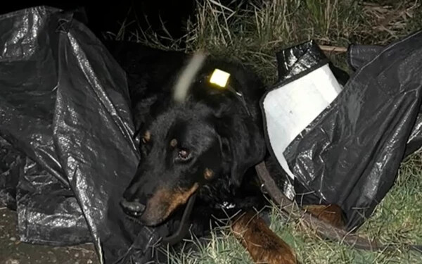 Műanyag zsákba csomagolt, legyengült kutyát találtak a dunaszerdahelyi halastónál