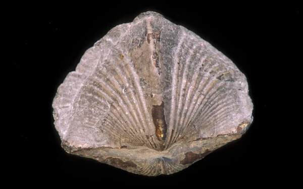 Parazitákat azonosítottak egy 512 millió éves kövületen