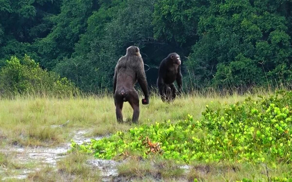 Először dokumentáltak gorillák elleni halálos csimpánztámadást