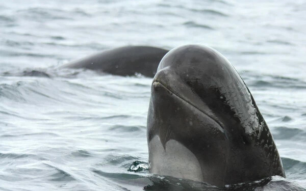 rövidszárnyú gömbölyűfejű delfin