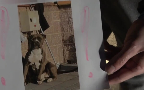 Eltűnt kutyáját kereste – szörnyű, amit aztán Marcelházán talált