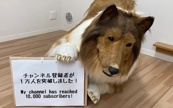 VIDEÓ: 14 ezer eurós jelmezében kutyaként él egy japán férfi