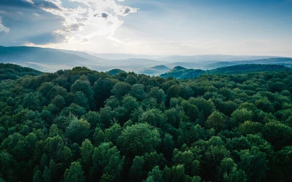 Meglepő tények a fákról, melyeket talán nem ismertél. GALÉRIA