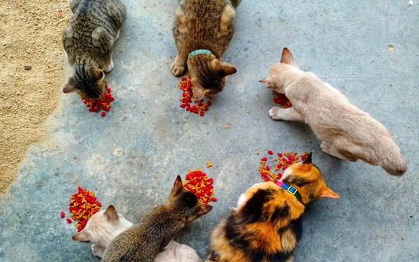 Heti egyszer eszik, hogy el tudja látni 6 macskáját