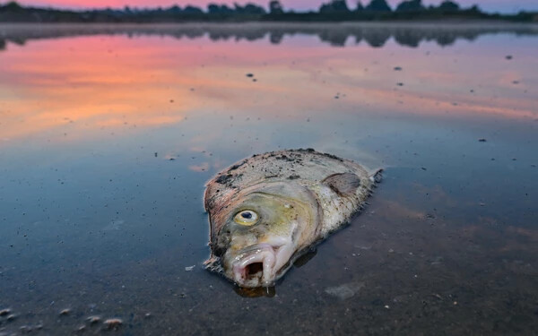 elpusztult hal