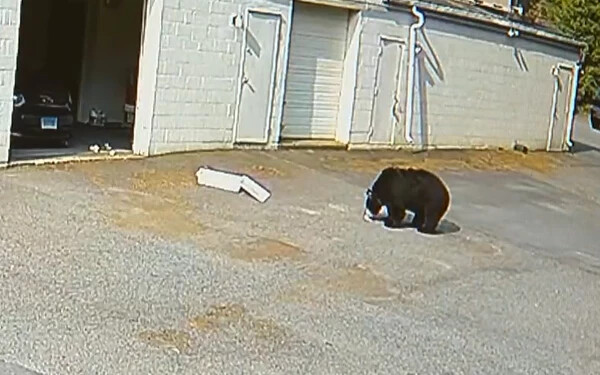 VIDEÓ: 60 süteményt lopott el egy medve egy pékségből, majd mindet felfalta 