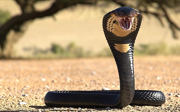 A világ legnagyobb kígyófajtái. GALÉRIA