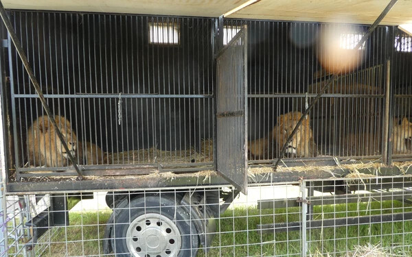 Eljárás indult a cirkusztulajdonos ellen, aki tizennégy afrikai oroszlánt tartott illegálisan