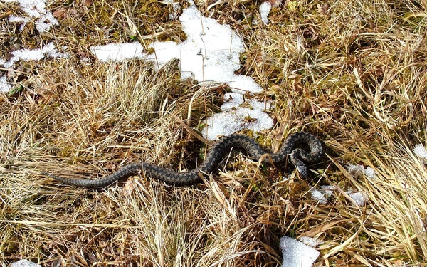 vipera