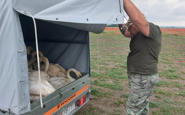 Bogár János madármentő a furgonjába gyűjti a sérült hattyúkat