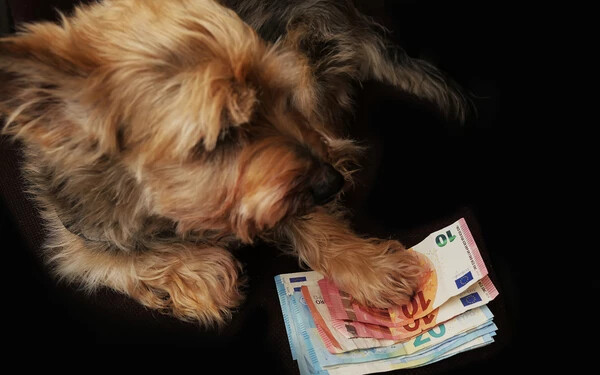kutya, euró