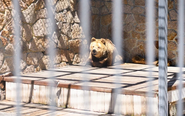Medve támadott meg egy kislányt egy oroszországi állatparkban