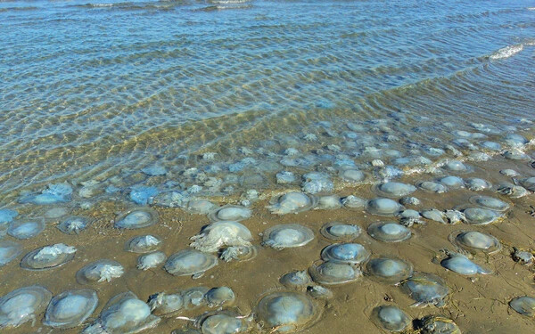 Több tucat medúza árasztotta el Horvátország ezen tengerpartját