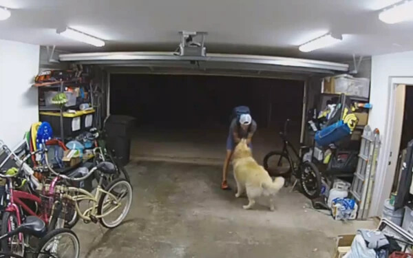 VIDEÓ: Kutyát simogatni tért vissza a bűncselekmény helyszínére az elkövető