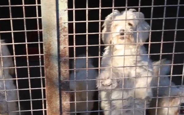 VIDEÓ: Eljárás indult egy balonyi kutyakereskedő ellen