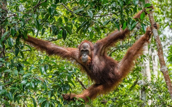 VIDEÓ: Betolakodónak érzékelte a rókakuzut, elhajította az orangután