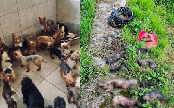 EMBERTELEN: Kegyetlen körülmények között, étlen-szomjan tartott 65 kutyát 