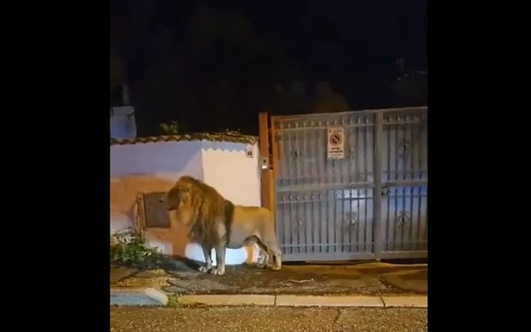 oroszlán