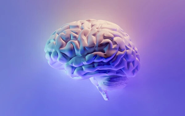 emberi agy k
