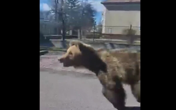Egy tízéves kislányt is megtámadott a Liptószentmiklóson bóklászó medve (VIDEÓ)