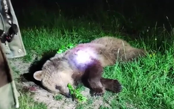 Az SNS képviselője kilőtt egy kóborló medvét