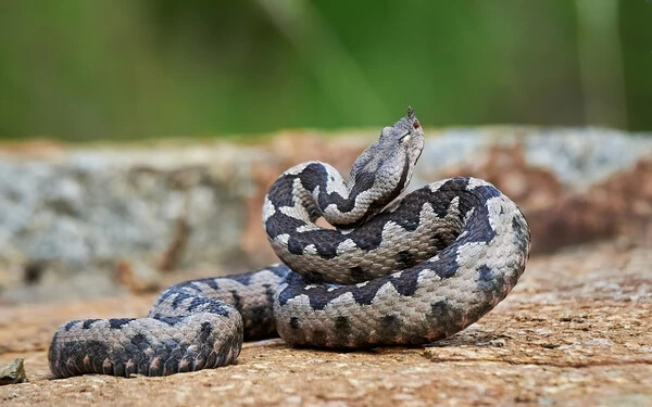 keresztes vipera