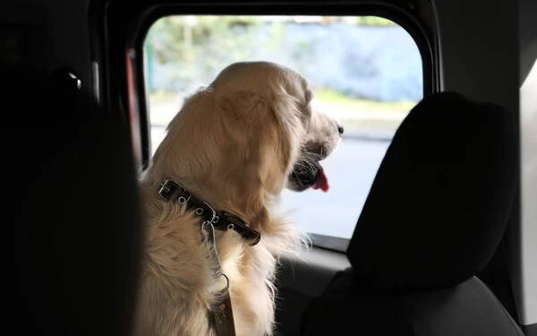 kutya az autóban