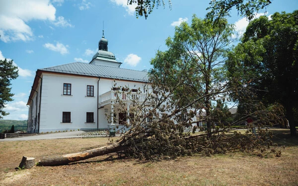 Az első fertőzött fát már kivágták, több mintát is vettek belőle (A szerző felvétele) 
