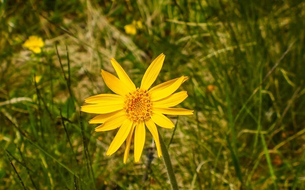 arnica montana