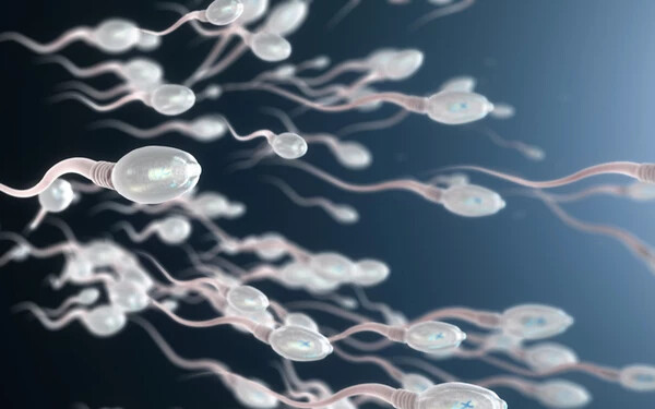 spermium