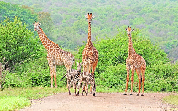 Online szafaritúrák – Élvezik a látogatók nélküli életet az állatok