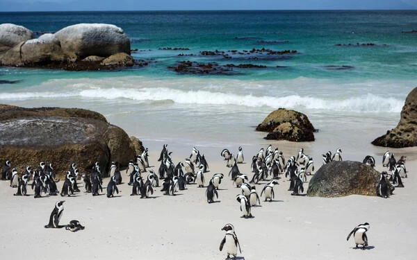 Idén nem utazhatunk pingvinlesre a Dél-Afrikai Köztársaságba