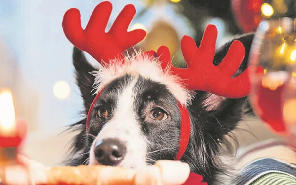 karácsony kutya