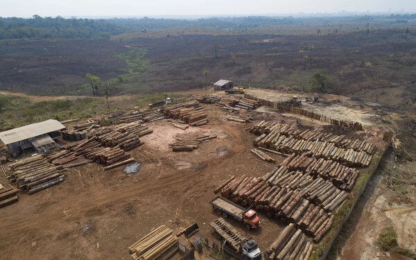 Brazília erdőirtás